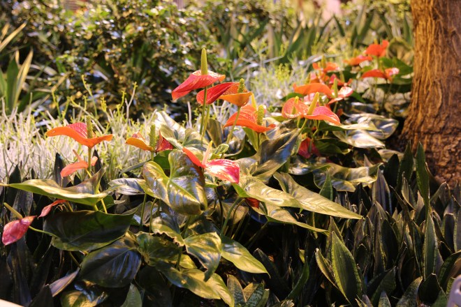 Anthuriums.